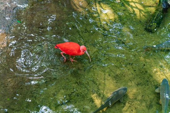 Bright red scarlet ibis standing in shallow green water with large fish swimming nearby