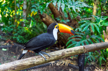 Obraz premium Toco Toucan bird with a large orange beak perched on a wooden branch in a lush tropical jungle environment