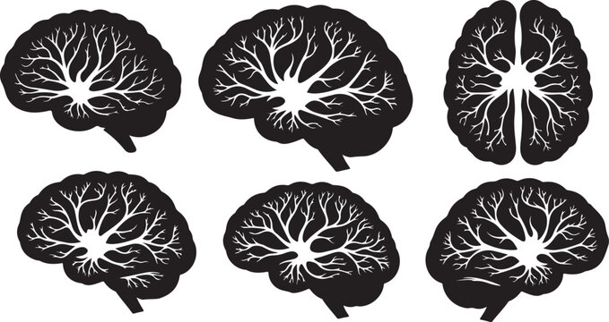 Brain anatomy illustrations with vascular system details