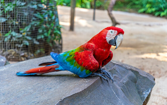 Colorful green-winged macaw perched on a large rock in a natural outdoor setting