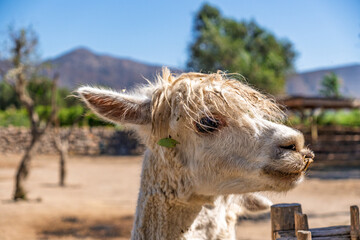 Fototapeta premium Close-up portrait of a white alpaca with messy fur and a leaf on its head, standing on a farm with mountains in the background