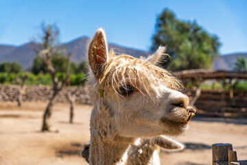 Fototapeta premium Close-up profile of a white alpaca on a farm with mountains in the background