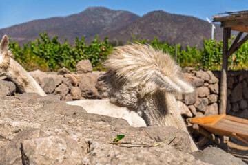 Fototapeta premium Side profile of a fluffy white alpaca head at a mountain vineyard farm