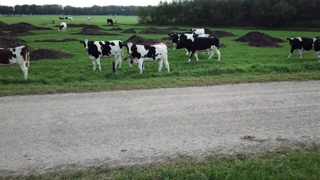 In the meadow, the cows stand on the green grass; they walk calmly and look at the lens. They are cows with black spots and cows with brown spots. Farm life in the Netherlands