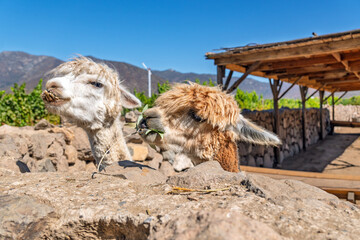 Obraz premium Two alpacas eating leaves behind a stone wall on a sunny farm with vineyard and mountains in the background