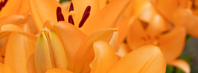 Obraz premium Orange lily close-up with blooming petals and dark stamens in a vibrant garden composition