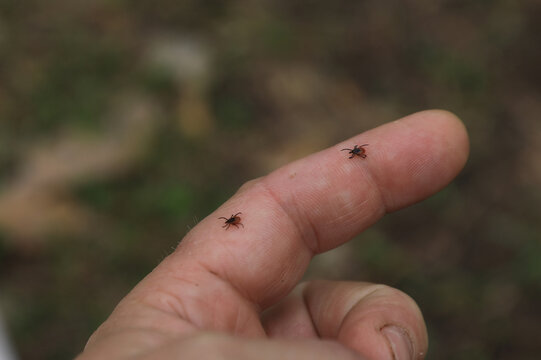 Ixodes persulcatus taiga tick on human arm carrier of infections