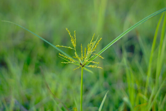Macro photo of a Nutgrass plant (possibly Cyperus iria or Cyperus rotundus)
