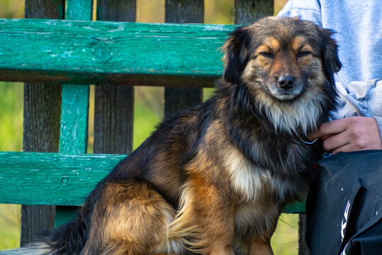 Fluffy brown black mixed breed dog sitting outdoors on weathered green wooden bench while person hand holds collar near peaceful eyes closed canine face