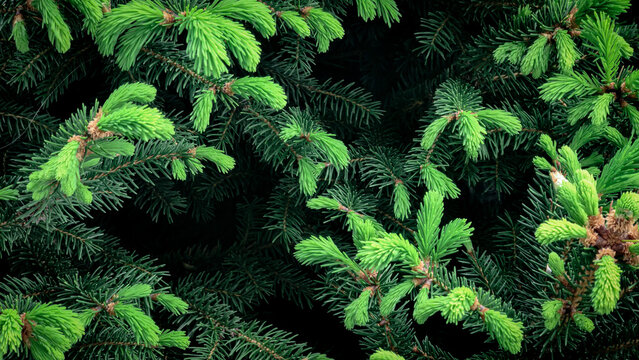 Christmas tree. New shoots are appearing on the conifer. The texture of a young, flowering spruce. A background of spruce branches.