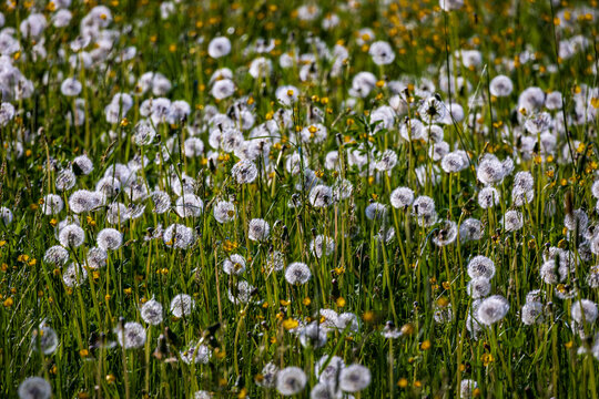 L&ouml;wenzahn - Pusteblume im Abendlcht auf einer Wiese