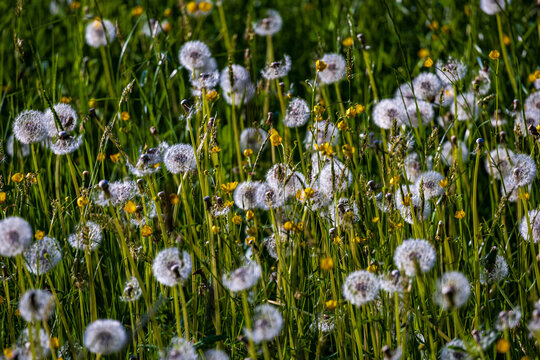 L&ouml;wenzahn - Pusteblume im Abendlcht auf einer Wiese
