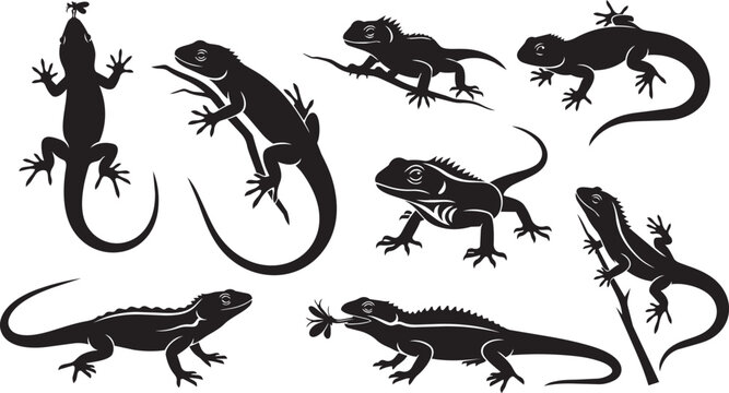 Black silhouette of various lizards in different poses black silhouettes reptiles animal poses