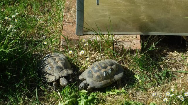 Small tortoise eating fresh lettuce on green grass in a garden