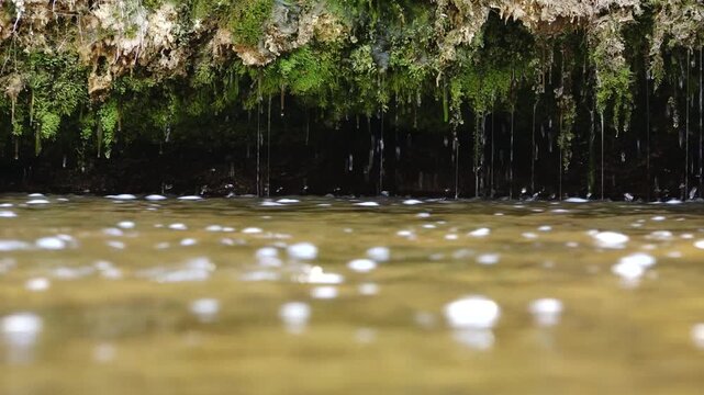 Low-angle view of a mossy riverbank over still greenish water, with hanging roots, dripping moisture, foam spots, and dark natural reflections.