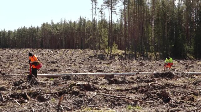 Worker planting young pine seedlings on cleared forest land, carrying a red tray and using a planting tool amid stumps, soil, and branches in bright sunlight. 