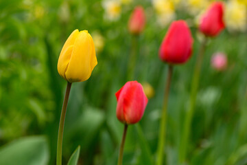 Obraz premium Tulip flowers in vibrant yellow and red