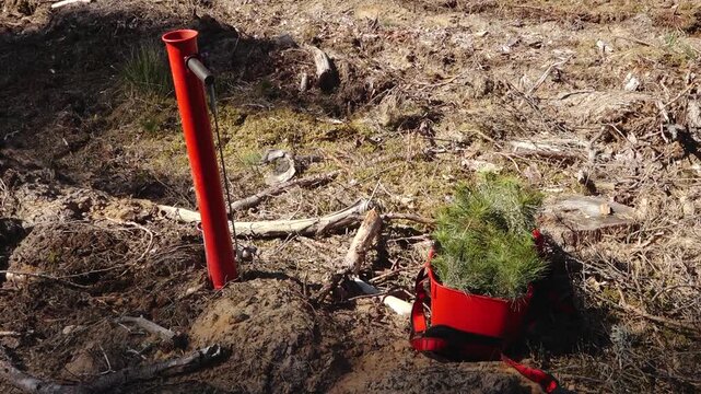 Worker planting young pine seedlings on cleared forest land, carrying a red tray and using a planting tool amid stumps, soil, and branches in bright sunlight. 