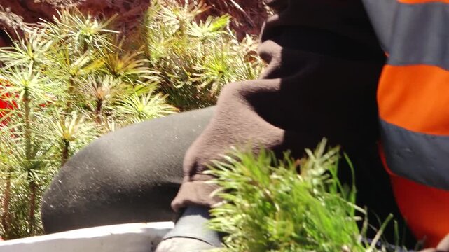 Worker planting young pine seedlings on cleared forest land, carrying a red tray and using a planting tool amid stumps, soil, and branches in bright sunlight. 