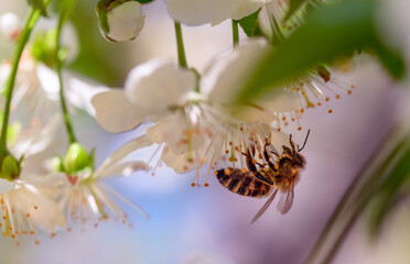 Obraz premium Close-up of a bee on a white flowering plant with blurred green background