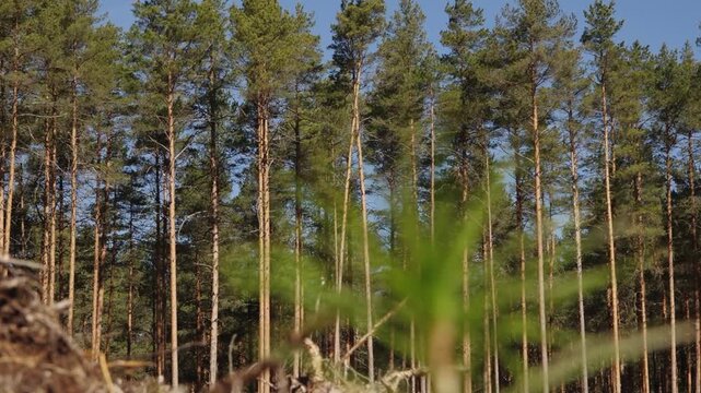 Close-up of young pine seedling needles in sharp focus against a softly blurred forest background, highlighting reforestation, growth, and renewal.
