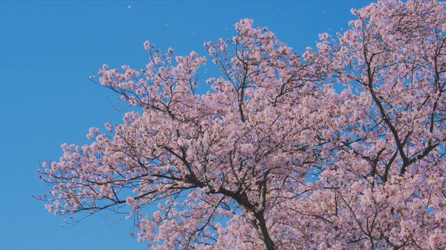 4K スローモーション　日本の春の風景、多摩川沿いの美しい桜並木と桜吹雪