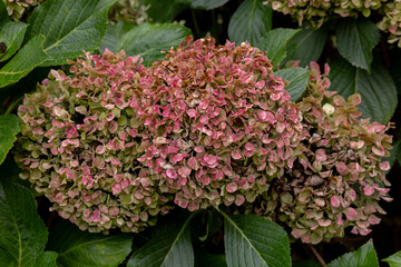Obraz premium Garden Route hydrangea South Africa farm george