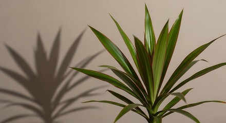 Obraz premium Close up of a vibrant houseplant with sharp leaves and textured shadow