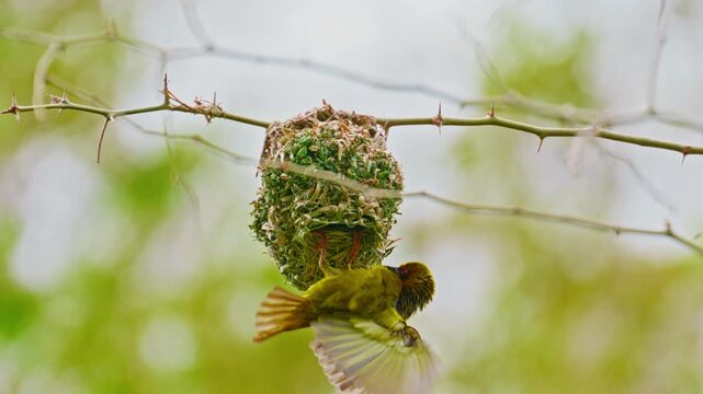 Yellow Baya Weaver bird hanging with nest