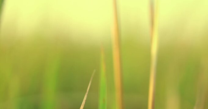 Soft blurred green grass in gentle motion. Fresh, calm and natural atmosphere, ideal for background, design, and lifestyle visuals