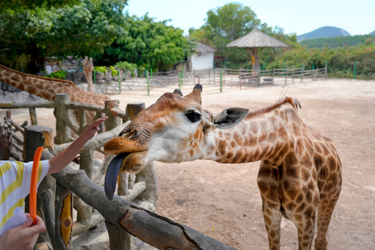 A child offers a snack to a giraffe at a zoo while the animal extends its tongue. Other giraffes are seen in the background among trees and structures