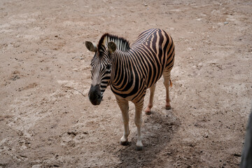 Obraz premium Zebra stands alertly on dry, light brown ground under bright daytime sun. Unique black and white stripes cover its body, with its head slightly turned to the right