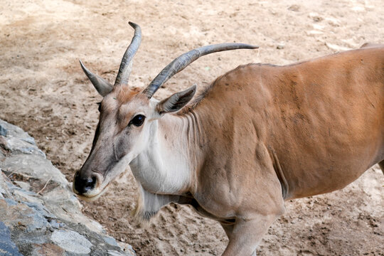 A large eland moves slowly near the rocky area looking around for food and other animals while enjoying a sunny day in the park setting