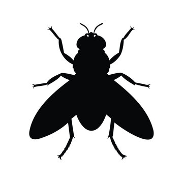 Black and white fly silhouette vector illustration for minimalist design, fly silhouette vector illustration