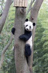 Close up Funny Pose of Sleeping Panda, China © foreverhappy