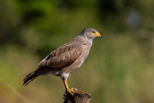 Rufous-winged Buzzard (Butastur liventer) perched on a wood stump with open beak screaming.
