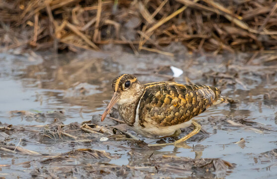 Greater painted-snipe It is a water bird in the order of shorebirds that has different characteristics from most birds. 