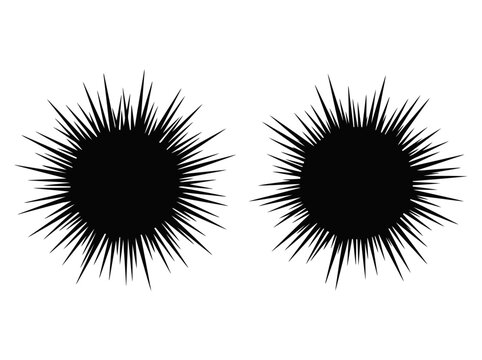 Sea urchin silhouettes on a white background