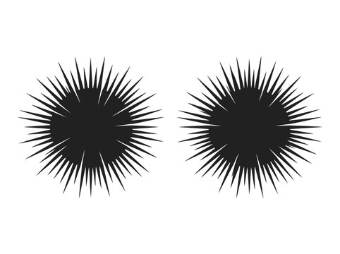 Sea urchin silhouettes two black urchins on white background
