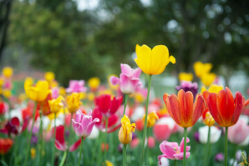 Obraz premium The garden is full of colorful tulips.