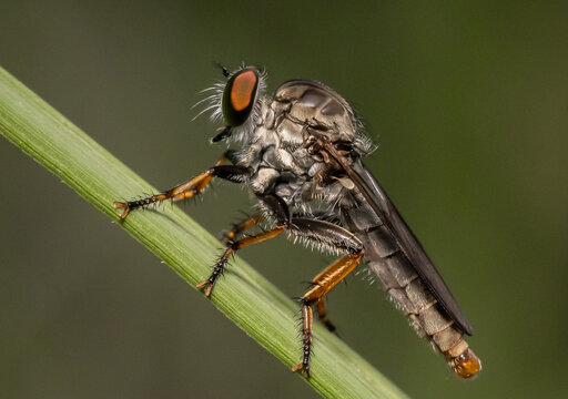 Robber fly 
This insect is characterized by its indented head and strong legs and body.