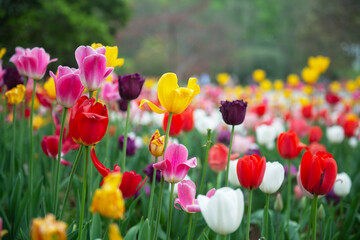 Obraz premium The garden is full of colorful tulips.
