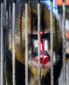 Mandrill behind cage bars