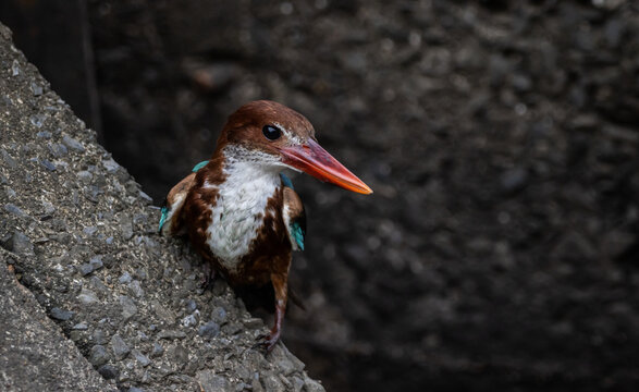 White-throated Kingfisher The body is large the head is large the neck and tail are short the mouth is flat and the sides are bright red. 