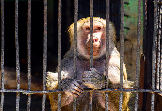 Caged monkey holding onto bars with both hands, staring straight ahead