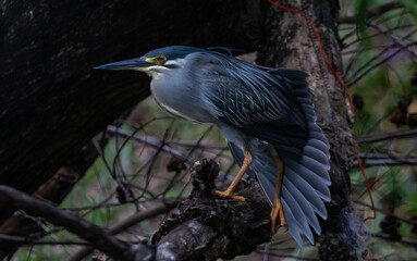 Fototapeta premium Striated Heron Migratory bird found in streams, rivers, water sources in urban areas and water sources in forests.