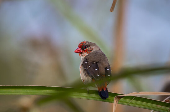 Strawberry finch perched on a green leaf.