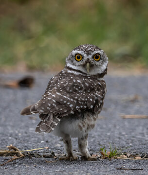 Spotted owlet (Athene brama) It is a type of bird of prey such as an owl. that can be found in Thailand