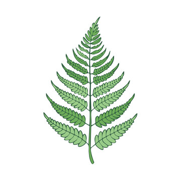 Detailed hand drawn green fern frond with delicate pinnules and central stem