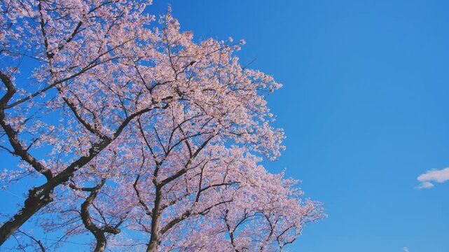 4K スローモーション　日本の春の風景、多摩川沿いの美しい桜並木と桜吹雪